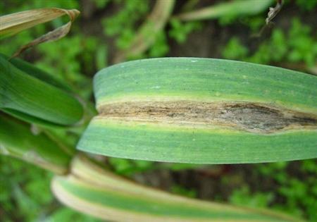 大蒜怎么种才能长得高产,大蒜怎么种才能高产呢