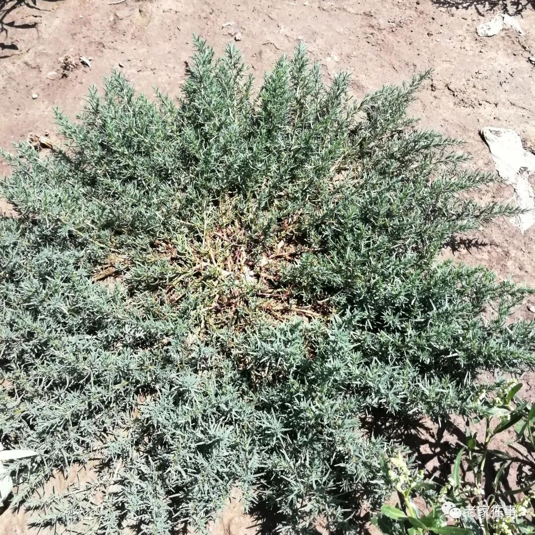 农村生活实拍,农村生活污水处理