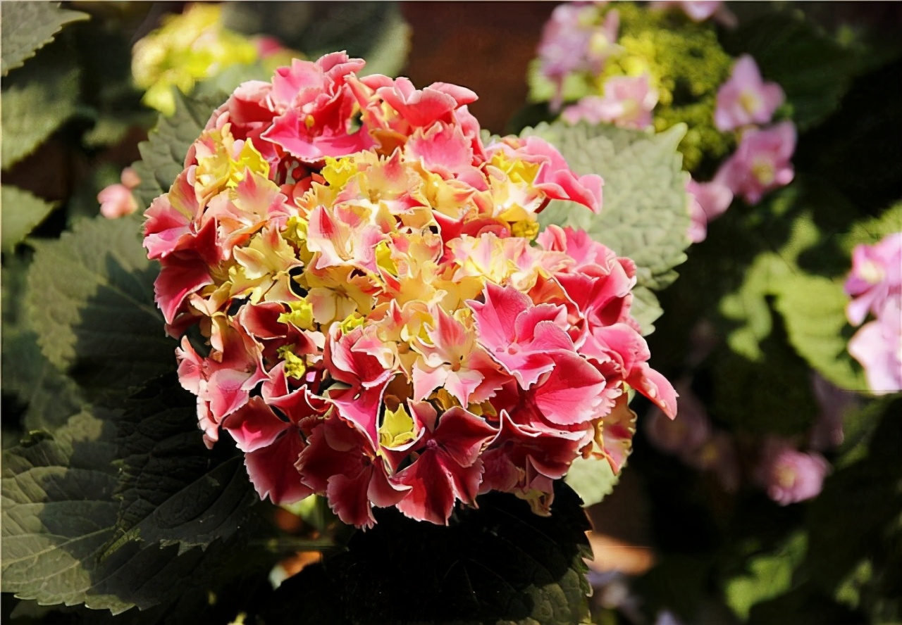 李子柒的院子都种的啥,李子柒推荐的三种花