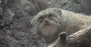 年度沙雕新闻合集,沙雕新闻播报合集