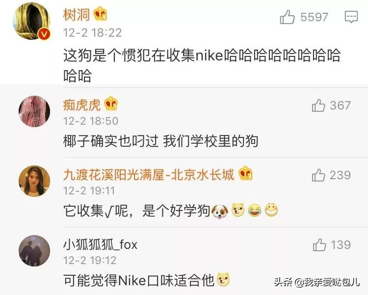 被全网通缉的狗,全网通缉的狗是谁