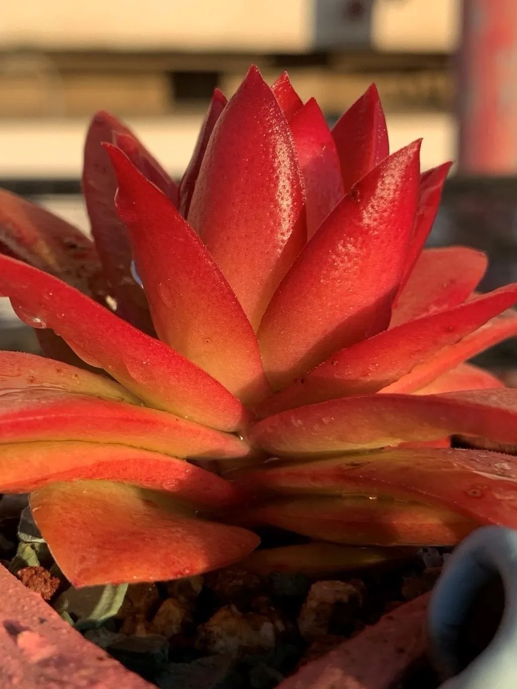 禁足的日子收获颇多,禁足