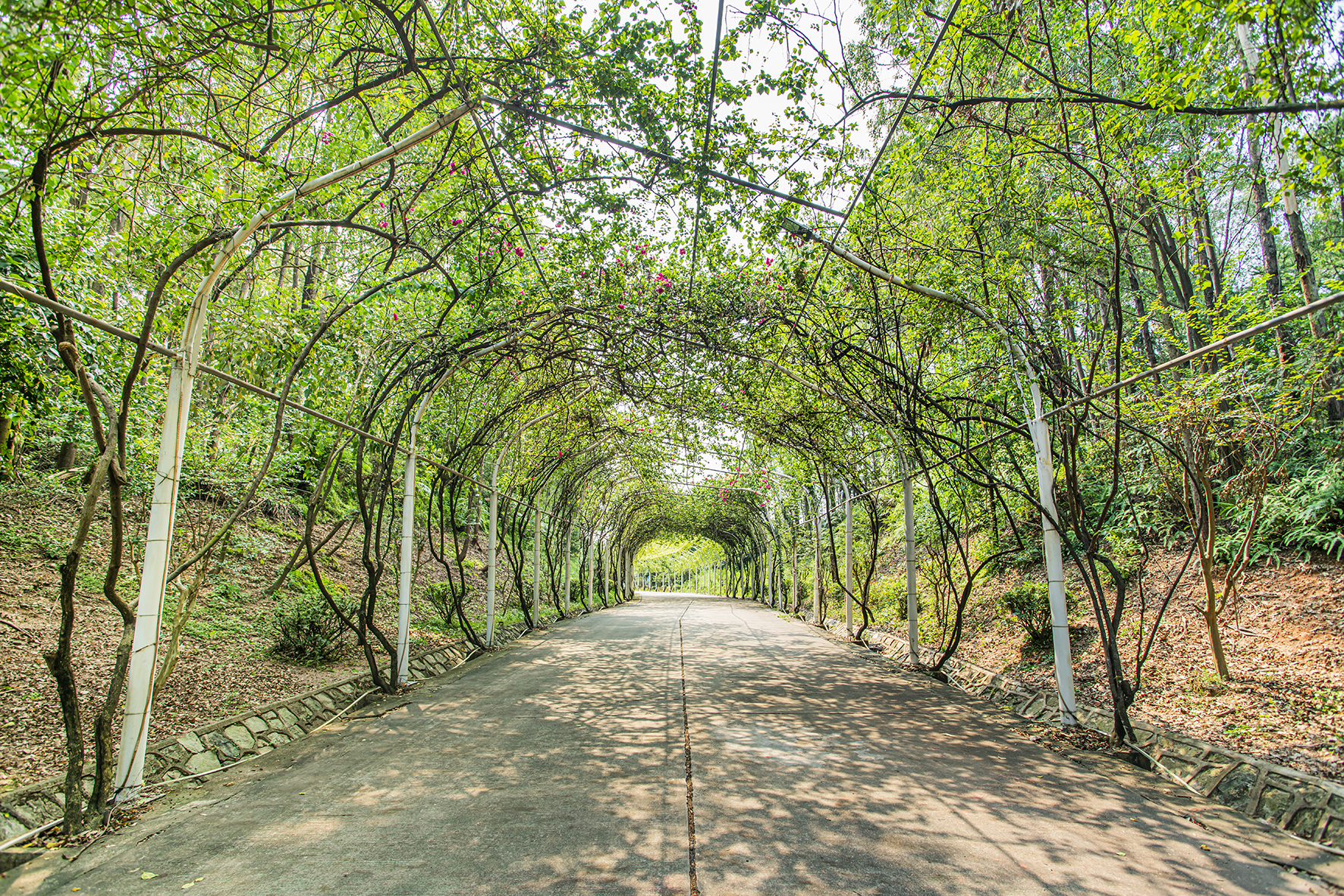 侨鑫生态园景区,华南生态休闲农庄