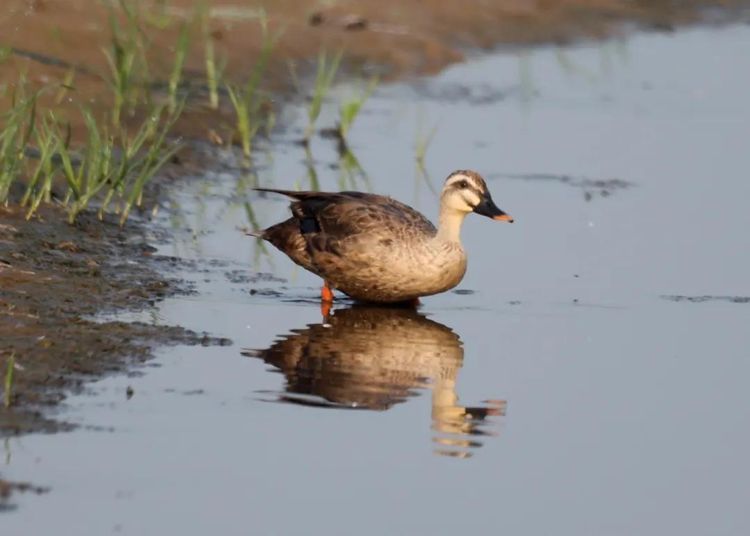 涂上黄色的“润唇膏”,TA就是野鸭中最靓的仔