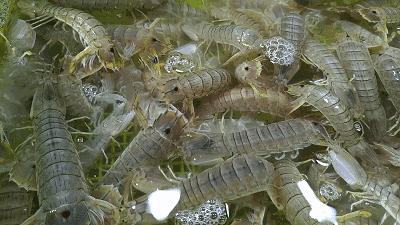 你可以说不好吃但不能说没吃饱,台州又好吃又好玩这句话对吗