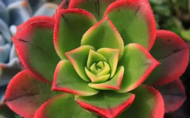 多肉早安图片大全,多肉大全100图