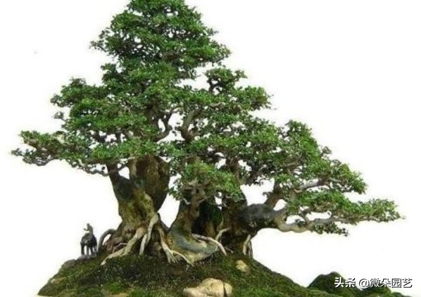 养花达人分享养花小技巧,养花养盆景知识