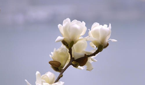 白玉兰花洁白如玉,白玉兰花冰肌玉骨