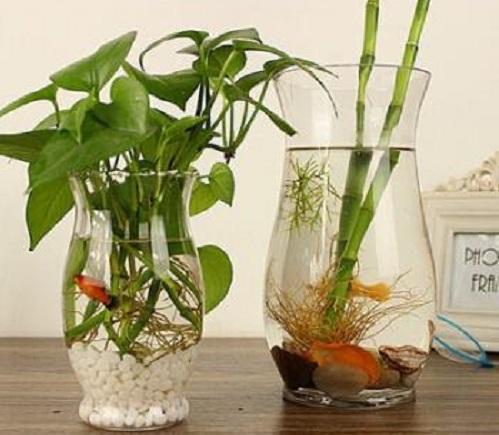 池塘养观赏鱼对水要经常怎么处理,养鱼不注意这几点对鱼伤害很大