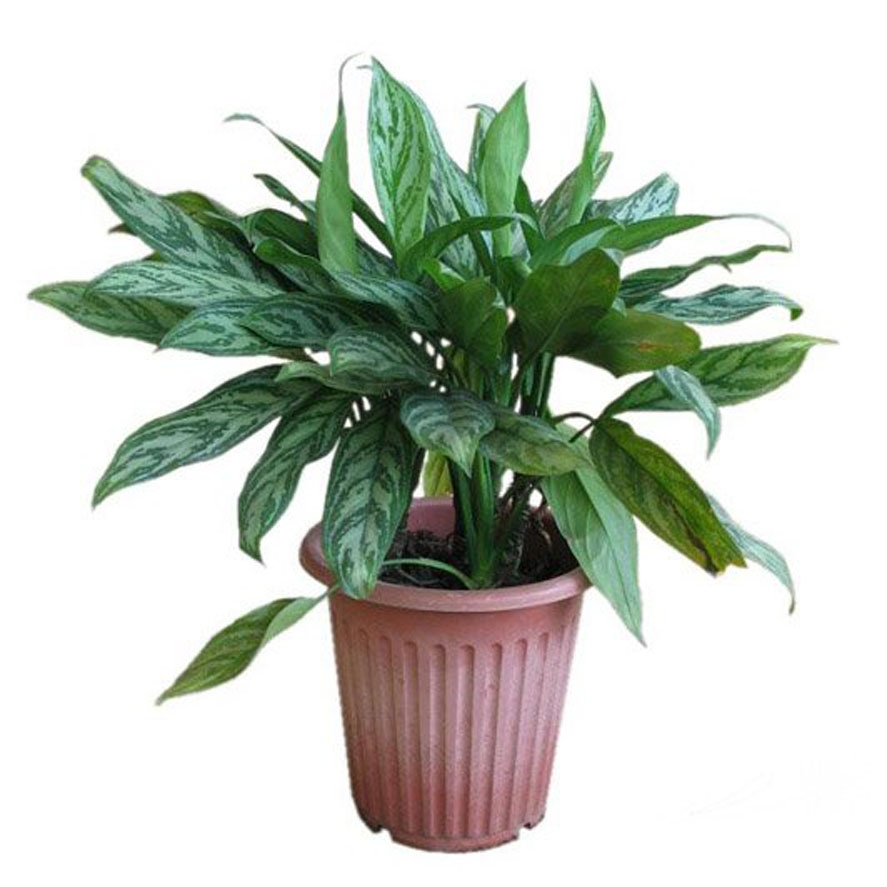 净化空气吸甲醛最好的植物排名,哪种植物适合放在室内净化空气