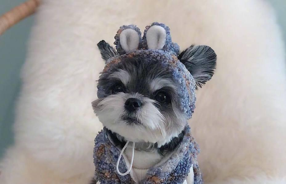 串串狗是什么犬种,串串狗到底是什么犬种