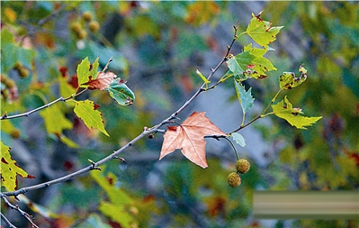 169元一片！网售“香榭落叶”真的来自巴黎？