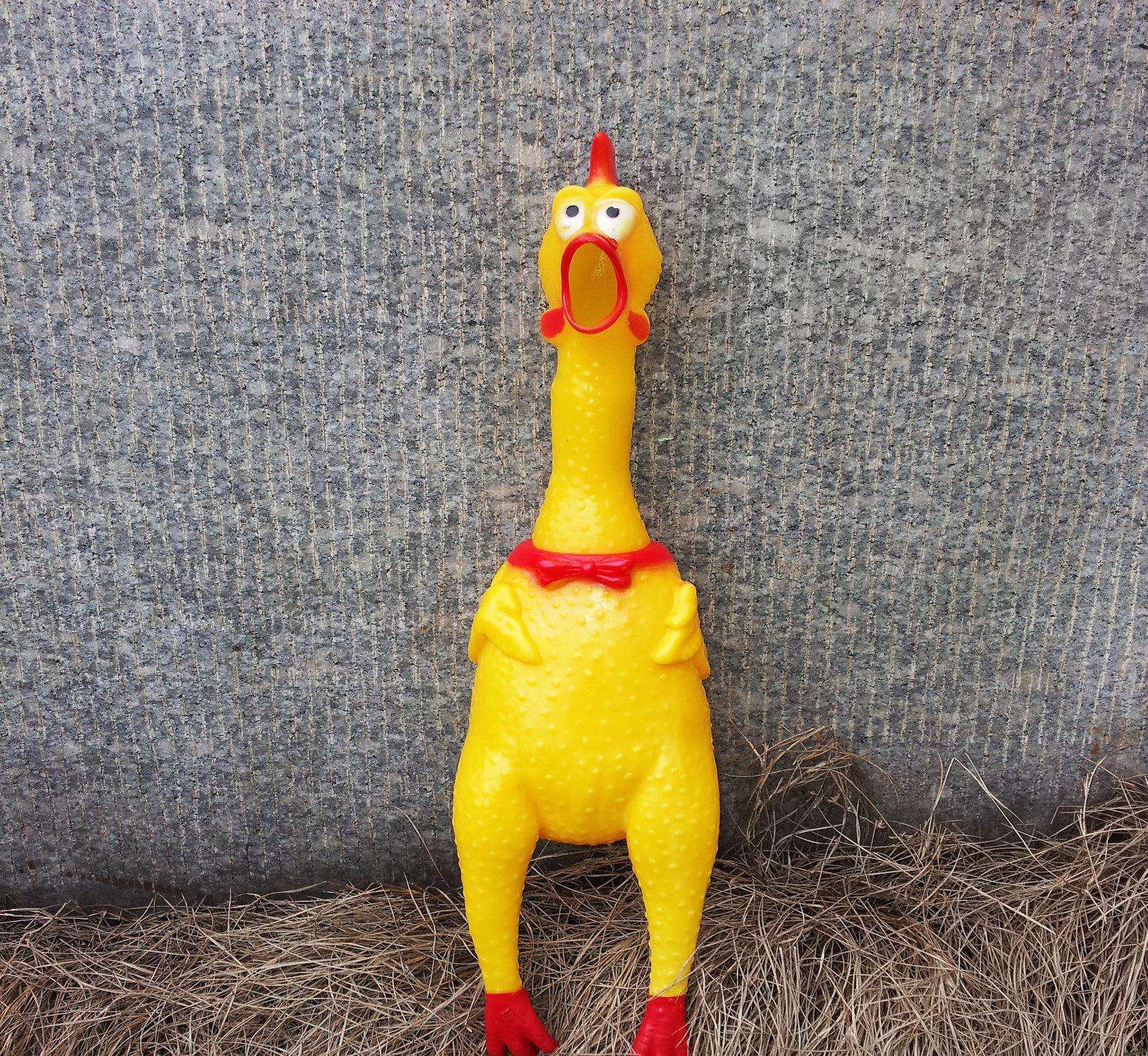 【养狗必备物品】养狗，这些东西可少不了！