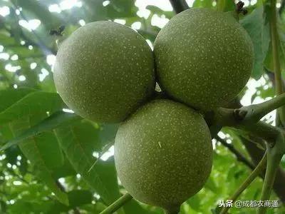 核桃树在冬季怎样管理,核桃树修剪最佳时间是冬季