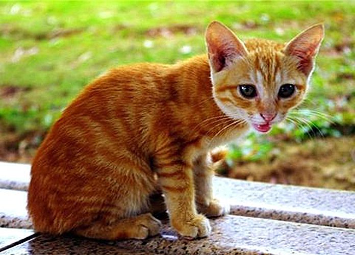 穷人家的猫咪早当家,穷人家的猫穷养