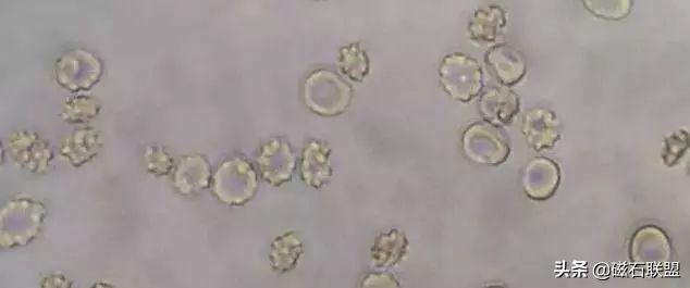 揭秘宠物医院检查项目之便检：什么是便检，为什么狗需要做便检？