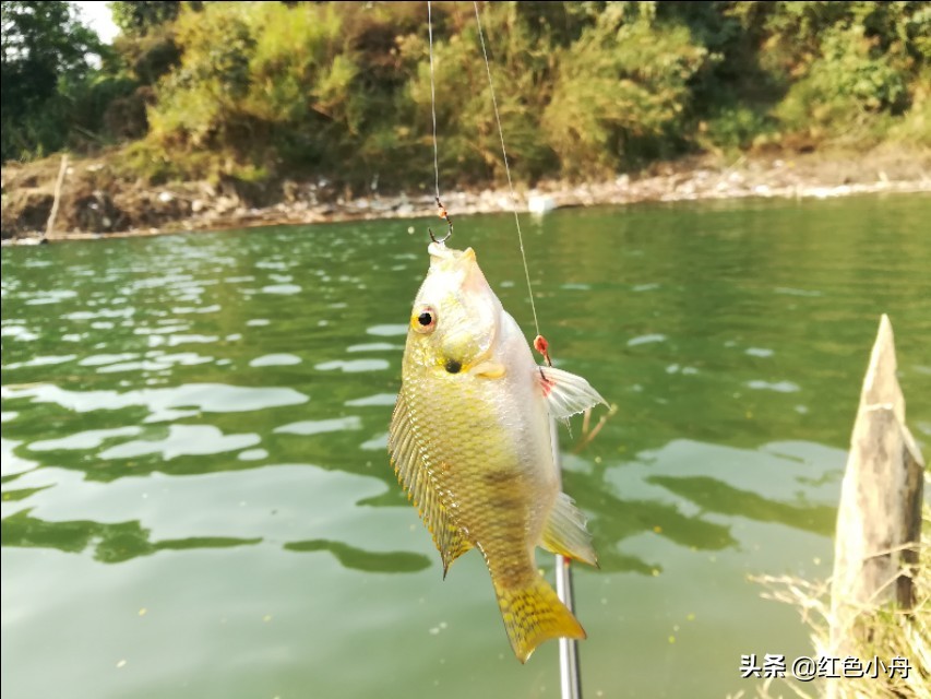 鲤鱼草鱼罗非鱼饵料配方,鲤鱼罗非鱼通杀饵料搭配