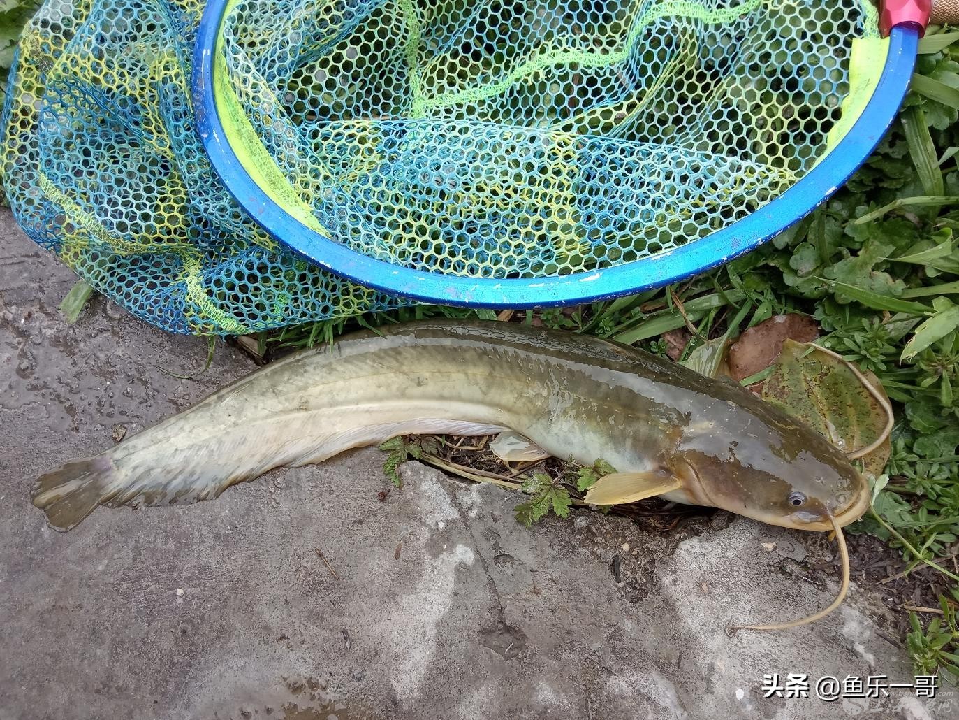 鲶鱼钓法技巧野钓,野钓鲶鱼怎么样钓视频讲解