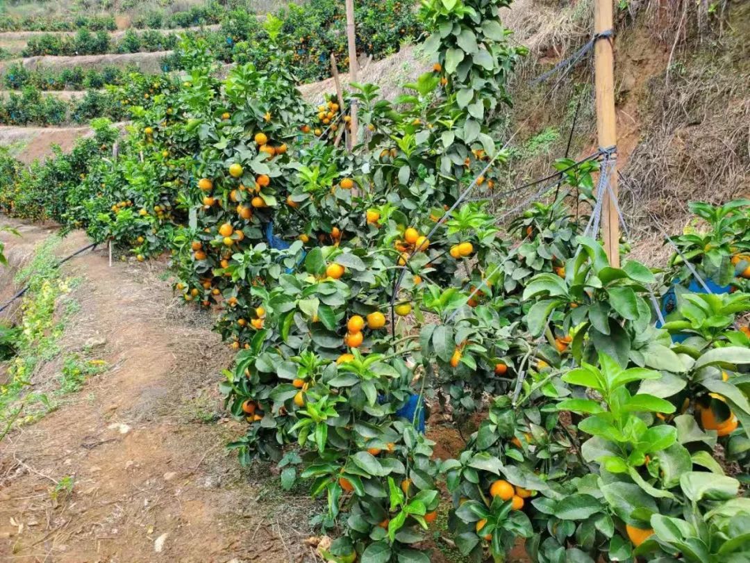 金秋砂糖桔2020年11月6日收购价,金秋砂糖桔现在能卖多少钱一斤