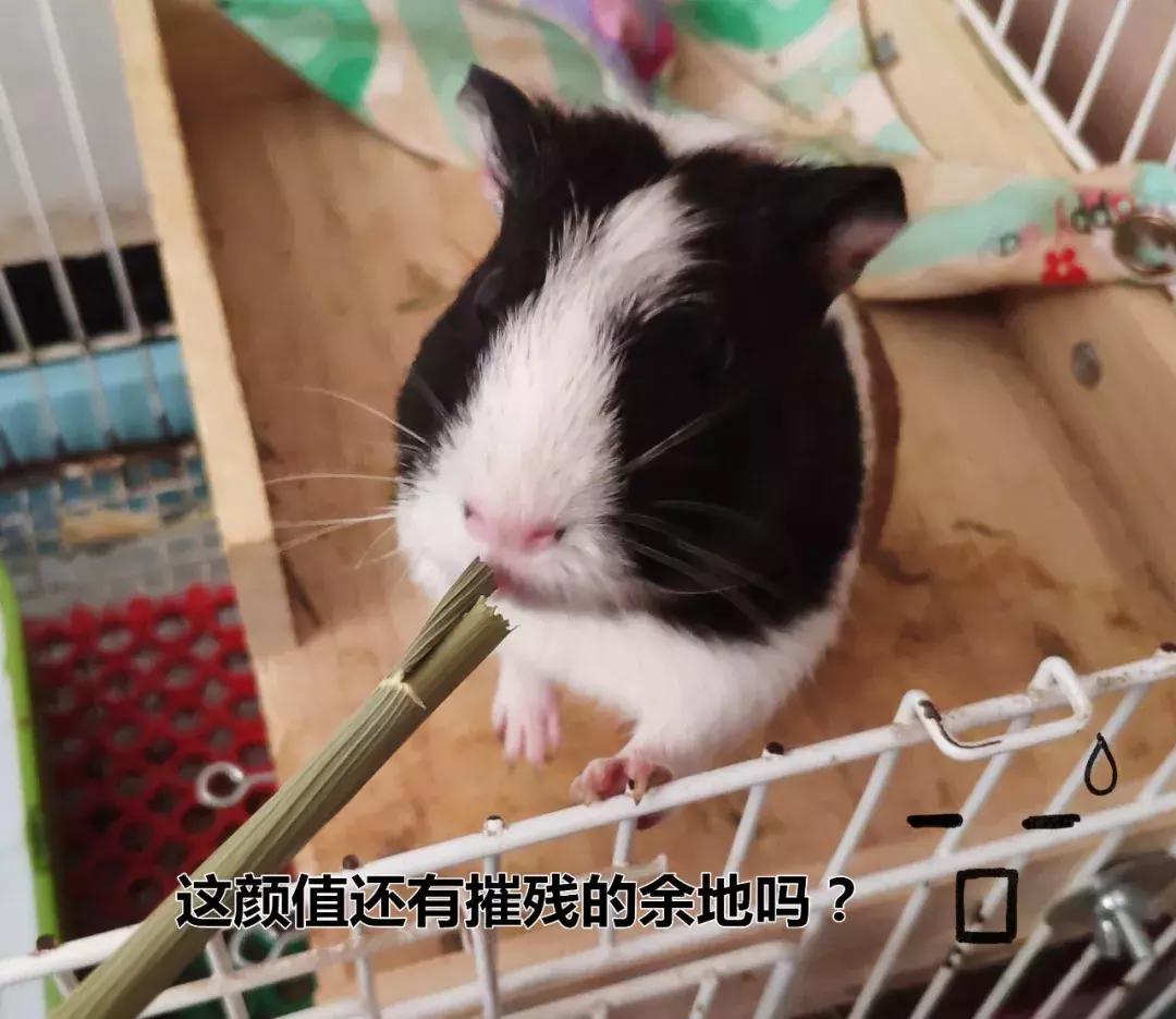 荷兰猪受到惊吓不吃食怎么办,荷兰猪感到不开心的表现