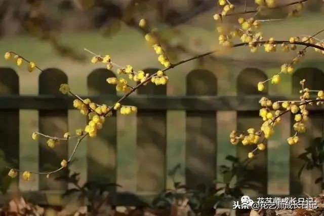 每日一花｜平生相见即眉开，一枝腊梅踏雪来