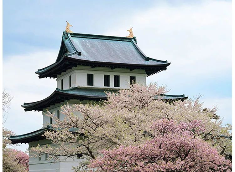 等你盛开，北海道之樱（文末也有福利在等你）