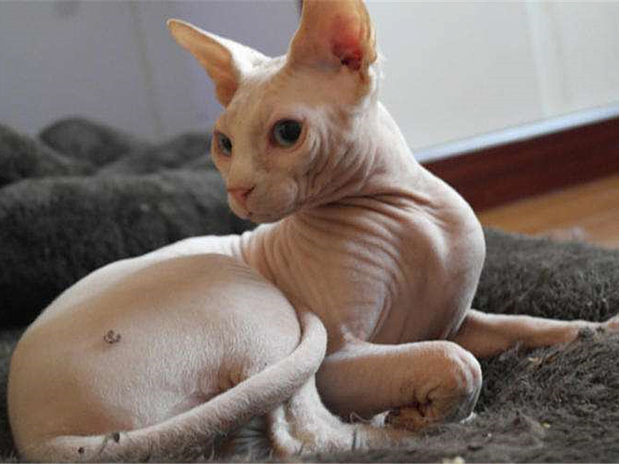 猫毛会引起过敏？唾液、皮屑才是根源，铲屎官需做好三点预防措施