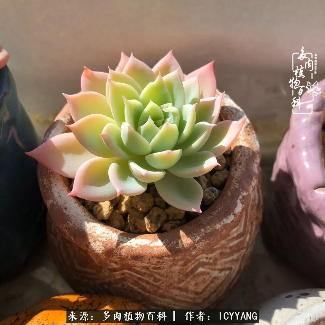 室内阳台多肉的养护方法,景天多肉养护