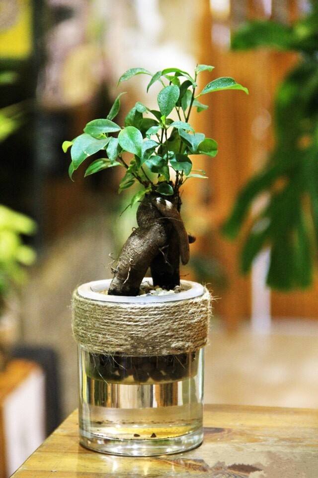 南美室内水培观赏绿植,水培绿植与土培绿植的区别