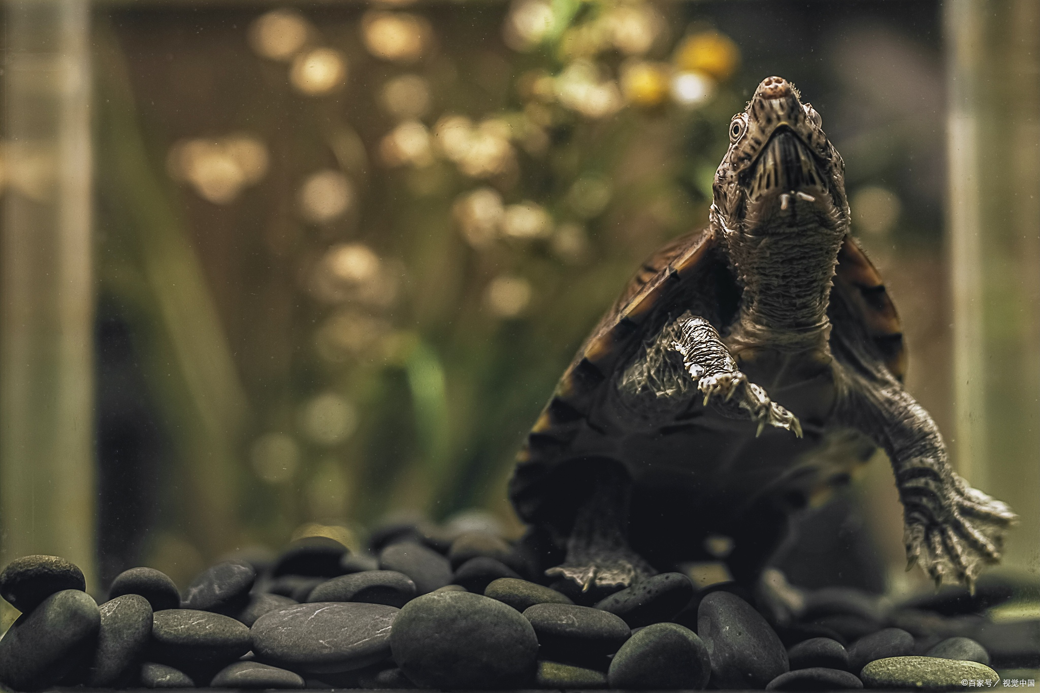 小乌龟的成长记,小乌龟的饲养日记