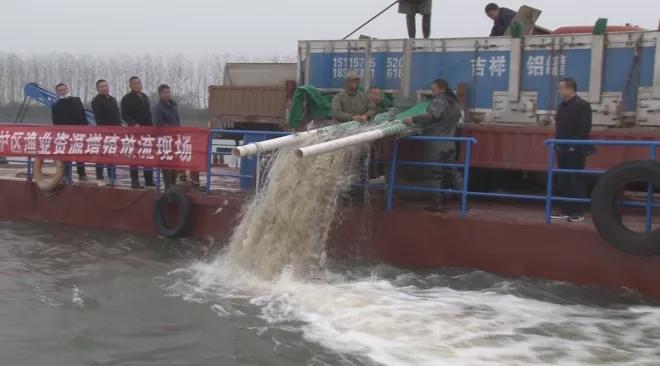 江豚是怎样过冬的,江豚怎么过冬