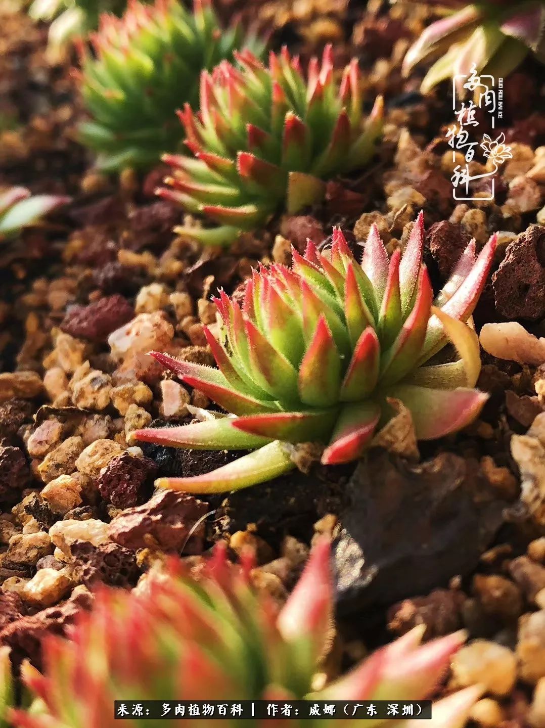 笼子里的多肉,露养的多肉和室内的多肉区别