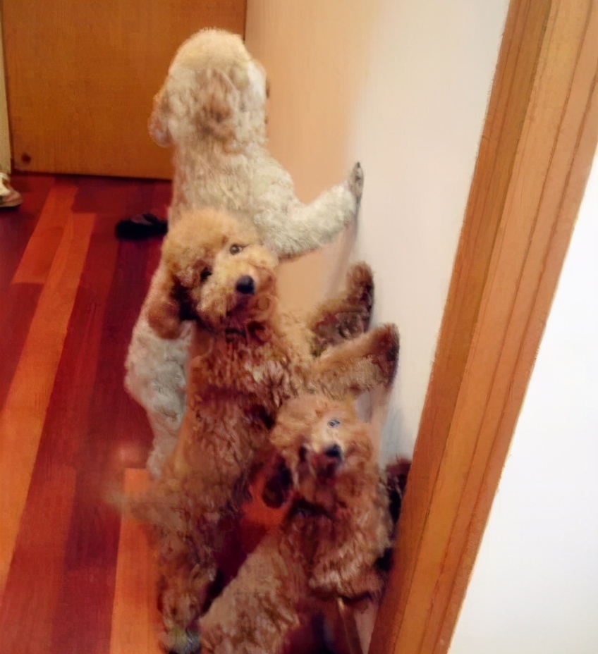 对泰迪的十大禁忌,惩罚泰迪犬5个禁忌绝不能犯