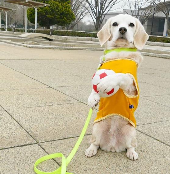 狗狗有多高智商,狗狗跳跃能力有多强