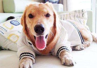 狗产后护理知识,狗狗产后10天的护理方法