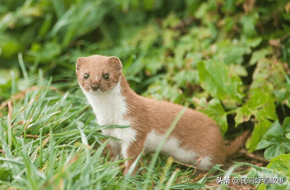 民间故事黄鼠狼修仙,故事黄鼠狼借命