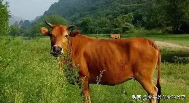 适合生产雪花牛肉的中国牛品种,夏洛莱和黑白花牛杂交是啥品种