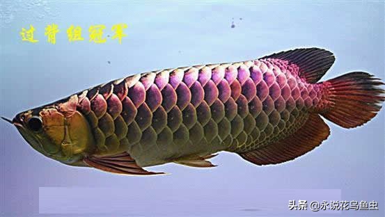 观赏龙鱼图片欣赏,观赏鱼欣赏龙鱼