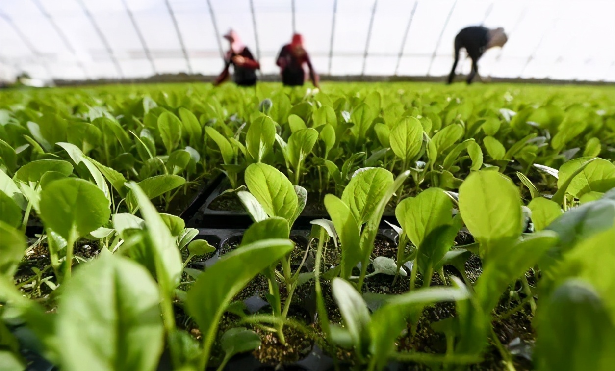 氨基酸是什么功效与作用及副作用,氨基酸有什么含义