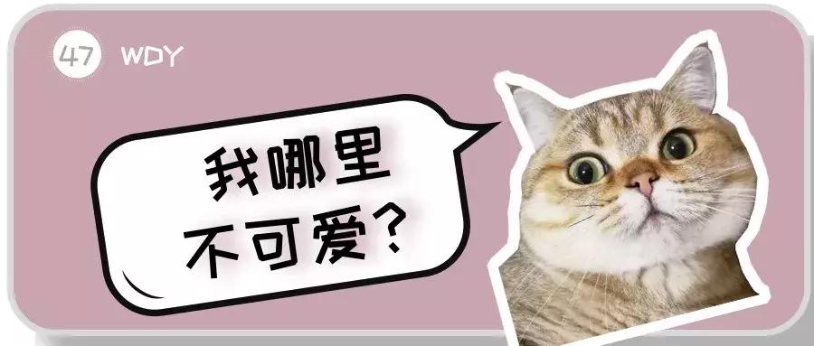 养英短还是俄蓝,养英短蓝猫还是美短好