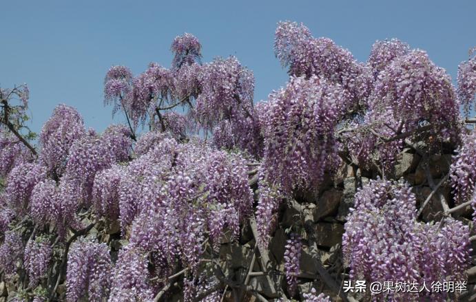 蚜虫防治药剂分析科学选择,小虫之王蚜虫怎么防