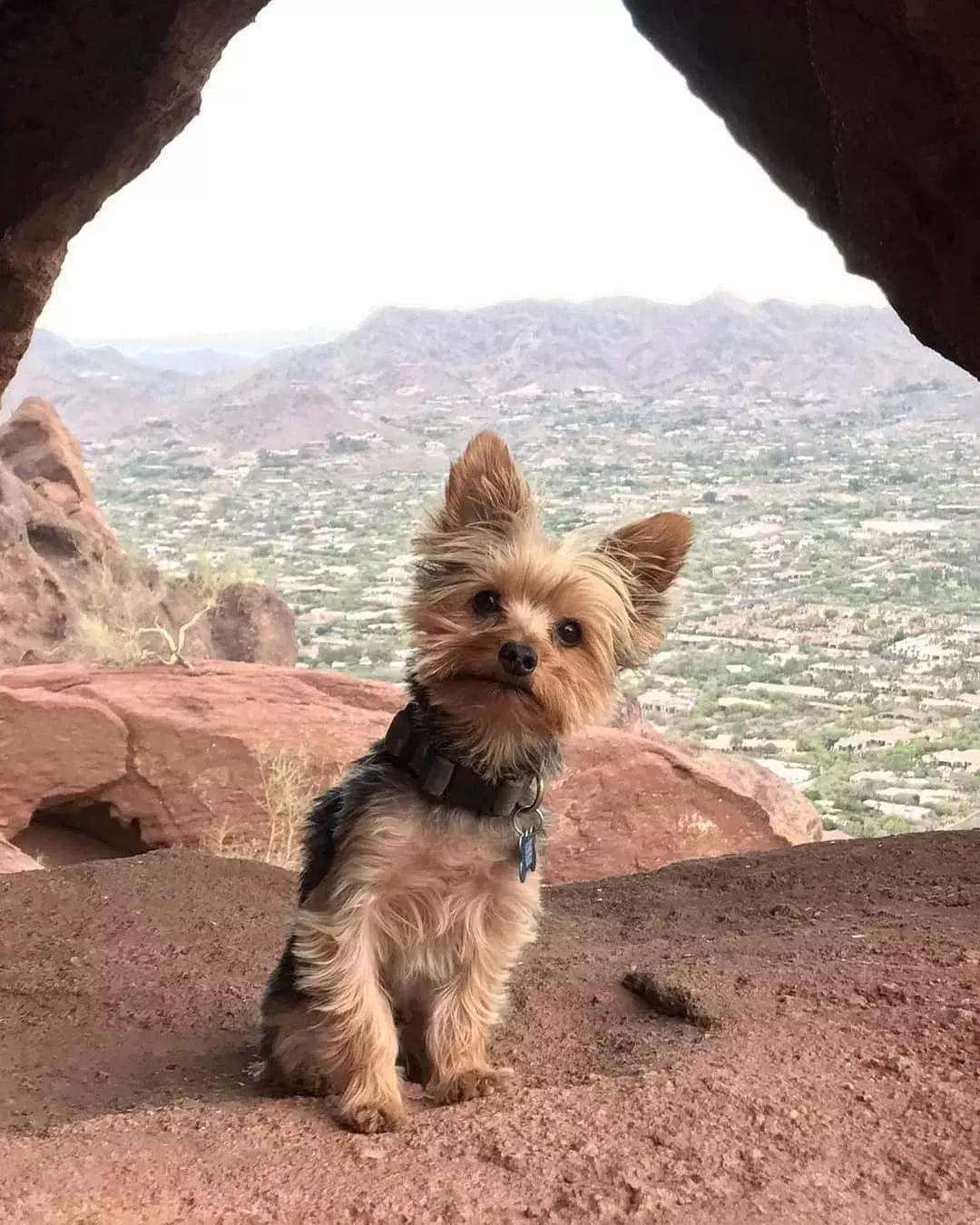 什么体型的约克夏好养,约克夏幼犬吃什么长得快