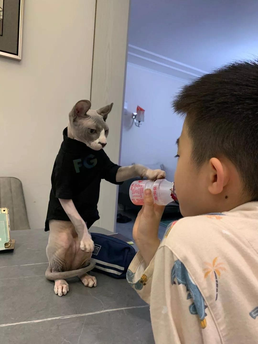 养猫人哭了 (朝九晚五适合养猫吗)