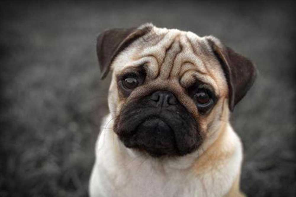 最适合中国人养的十种狗,全世界常见的70种狗