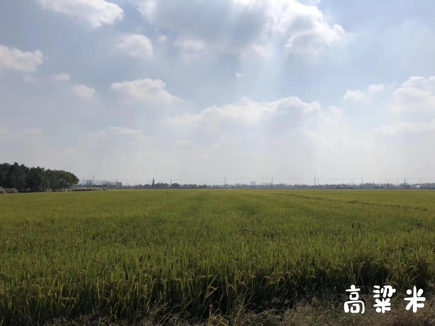 嘉北郊野公园二期,嘉北郊野公园