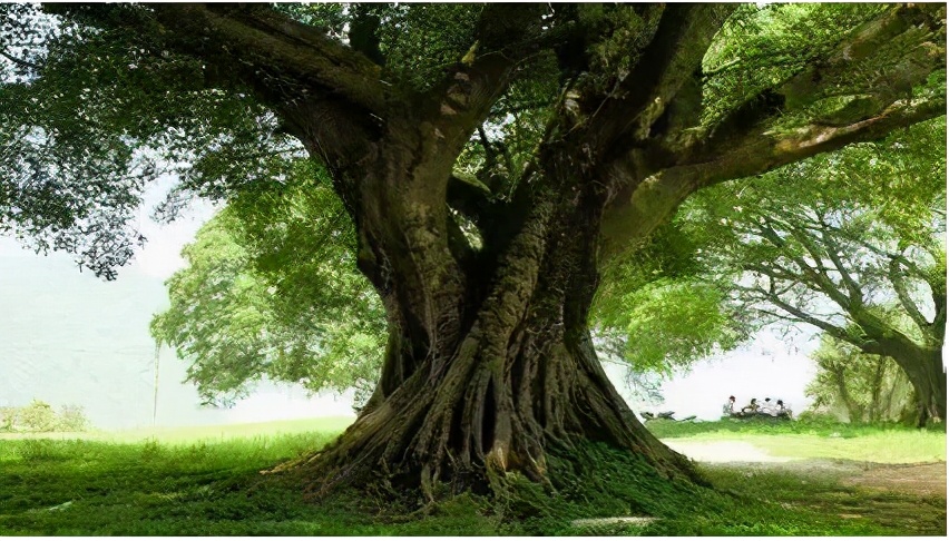 为什么树不能碰到机油,大树不能碰到机油吗