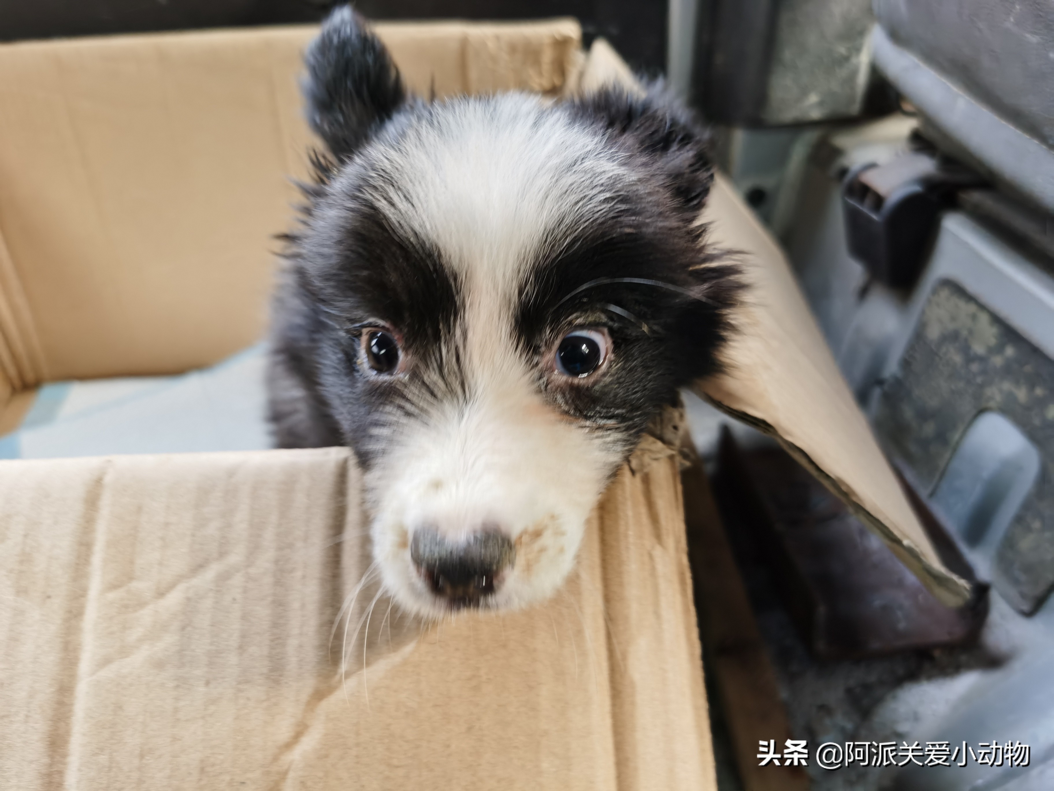 卡布：来自一只三个月大的边境牧羊犬，一封遗留在人间的草稿