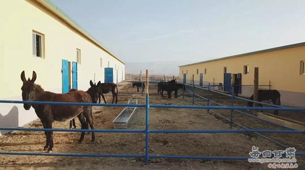 甘肃毛驴养殖,甘肃毛驴养殖基地