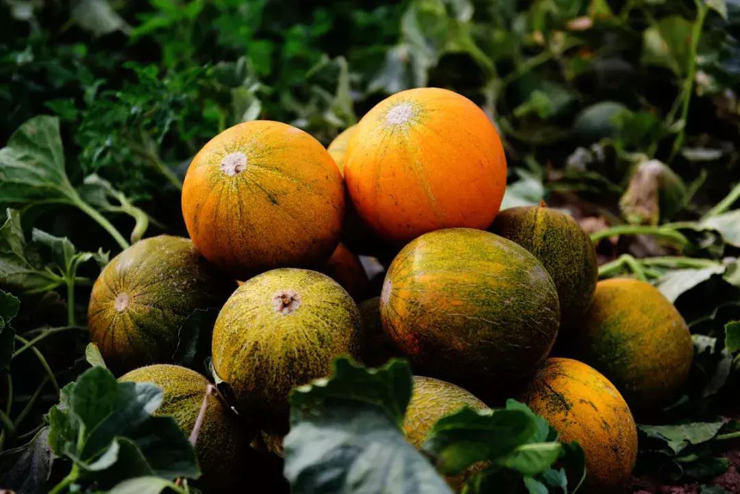 剧透慎入！今年第二十七届华莱士节要这么安排