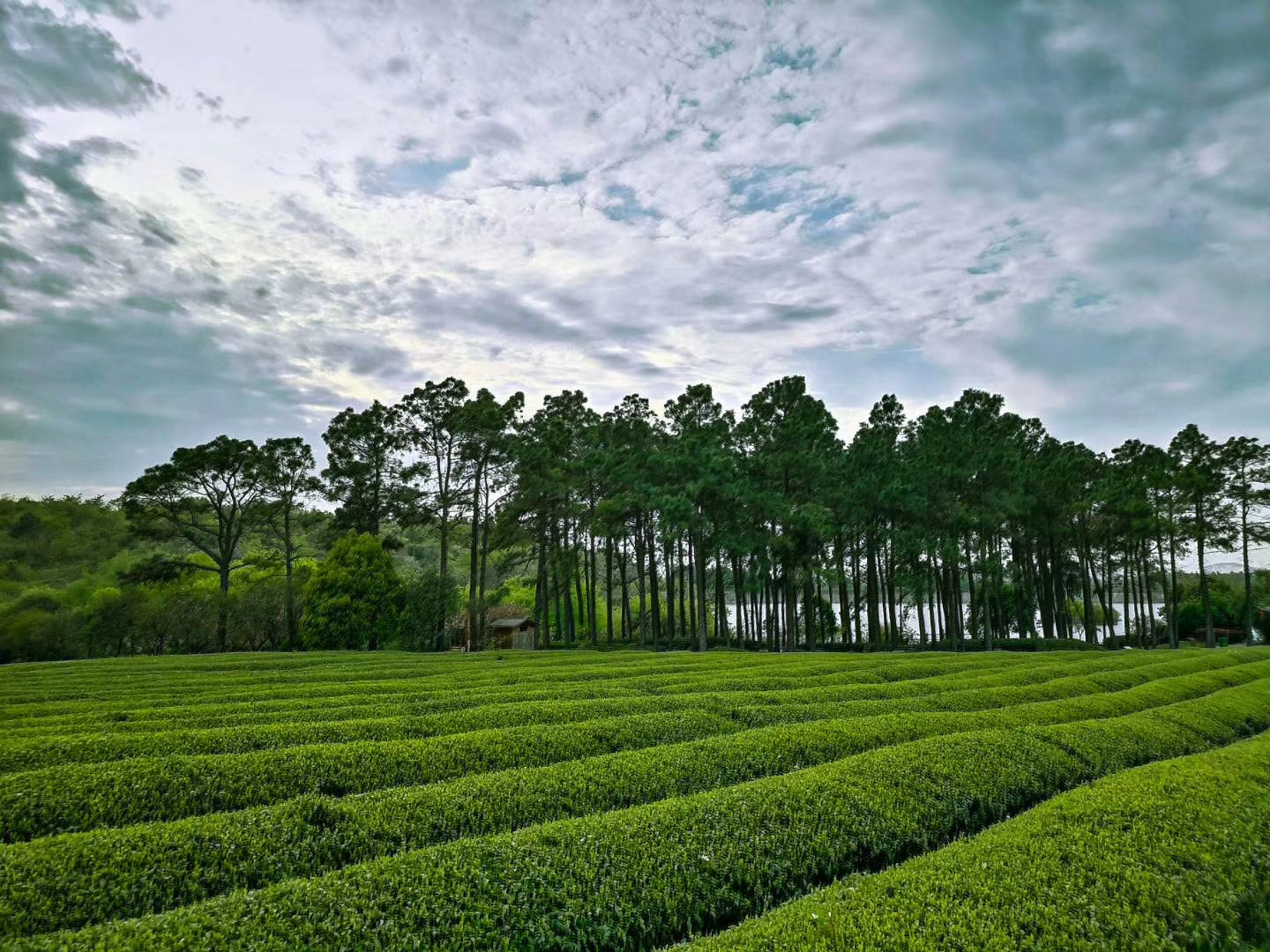 无锡宜兴旅游线路推荐表,宜兴最好的茶旅线路